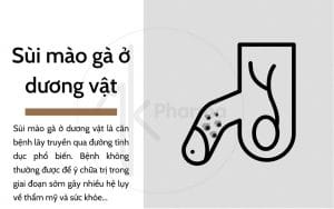 Sùi mào gà ở dương vật